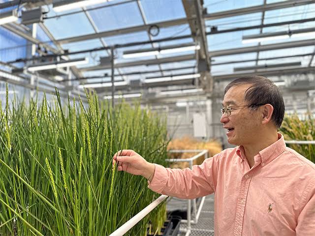 பாலைவனத்தில் நெல் விவசாயம் சாதனை படைக்கும் சீன கம்யூனிஸ்ட் அரசு